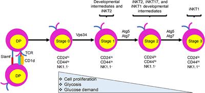 The Role of Autophagy in iNKT Cell Development